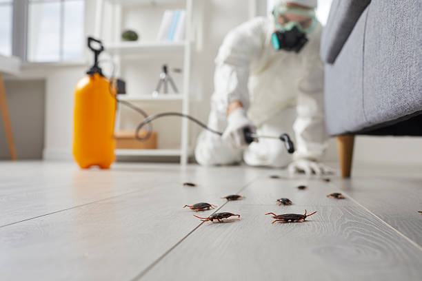 Post-Treatment Bed Bug Interceptor Monitoring in Englewood